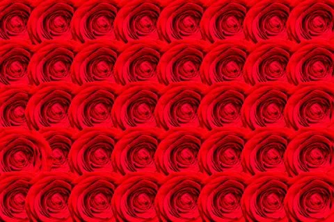 Background pattern of bright red beautiful roses Stock Photos