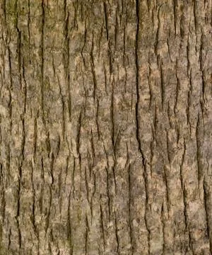 Background Pattern, Brown Color of  Vertical Tree Bark Texture with Copy Spac Stock Photos