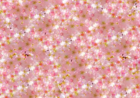 Background pattern from cherry blossom in spring Stock Photos