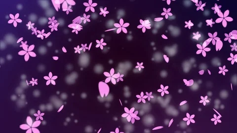 Background pattern of cherry blossoms. Stock Footage 102452516