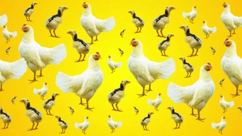 Background pattern of chicks and hens on a yellow background  Video stock 234536338