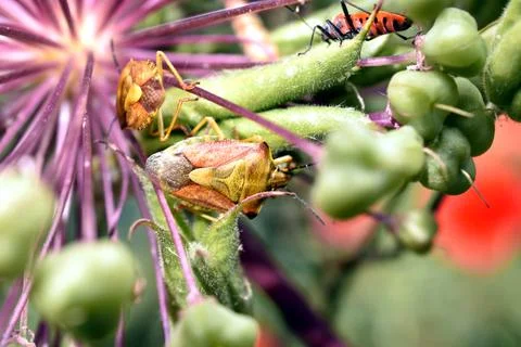 Background pattern created by bright flowers and beetles sitting on them. Stock Photos