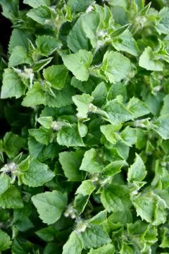 Background - pattern created by nature. Stock Photos
