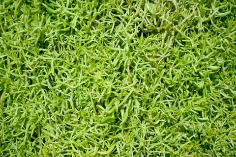 Background - pattern created by nature. Stock Photos