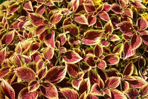 Background - pattern created by nature. Stock Photos