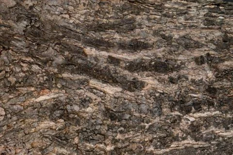 Background Pattern, Dark Brown Color of Horizontal Tree Bark Texture with Cop Stock Photos