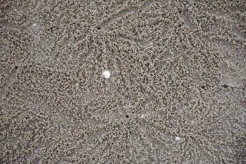 Background pattern design on sand background from wave with shell of shellf.. Stock Photos