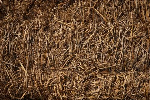 Background pattern of dry brown straw Foto stock