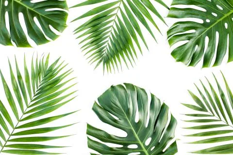 Background, pattern with exotic tropical palm leaves monstera on white Stock Photos