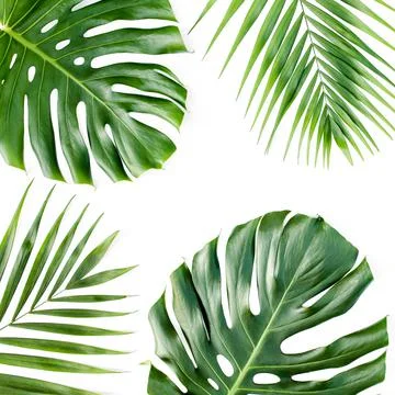 Background, pattern with exotic tropical palm leaves monstera on white Stock Photos