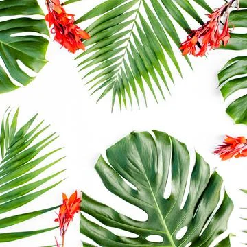 Background, pattern with exotic tropical palm leaves monstera on white Stock Photos
