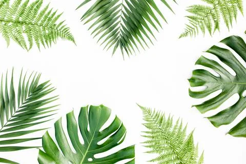 Background, pattern with exotic tropical palm leaves monstera on white Stock Photos