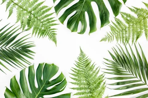Background, pattern with exotic tropical palm leaves monstera on white Stock Photos