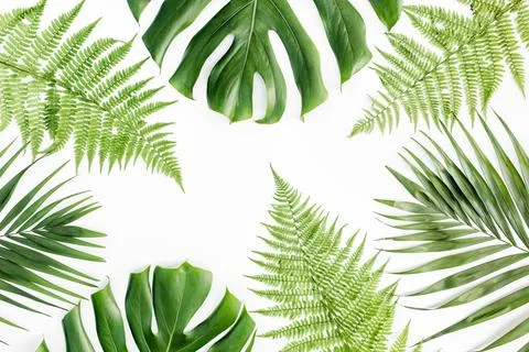 Background, pattern with exotic tropical palm leaves monstera on white Stock Photos