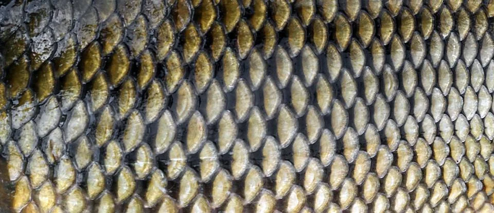 Background of Pattern fish scale big carp seafood 库存照片