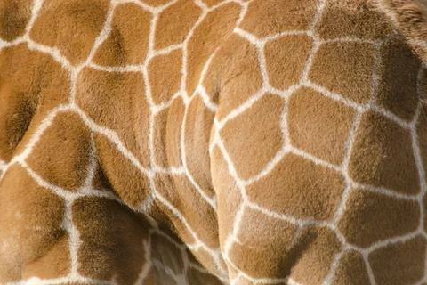 Background pattern of giraffe skin Stock Photos