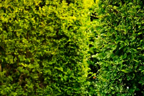 Background pattern of green leaves made of Fukien tea hedge Stock Photos