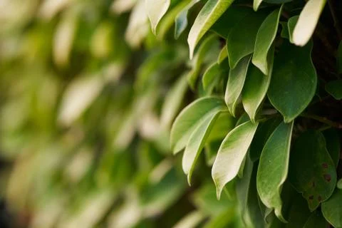 Background pattern of green leaves Stock Photos