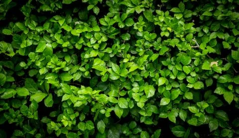 Background Pattern - Green Leaves Wall or Green Bush Background. Stock Photos