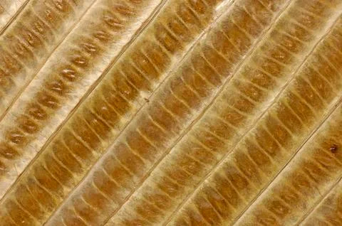 Background pattern leaf bamboo bark brown exotic Foto stock