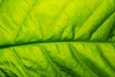 Background pattern of leaf 스톡 사진