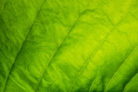 Background pattern of leaf Stock Photos