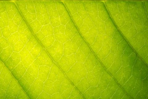 Background pattern of leaf 스톡 사진