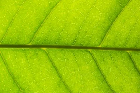 Background pattern of leaf 스톡 사진