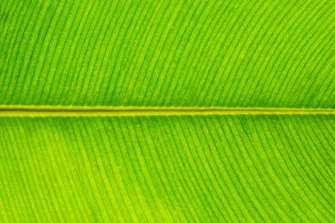 Background pattern of leaf Foto stock