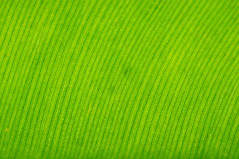 Background pattern of leaf Stock Photos