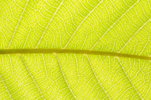 Background pattern of leaf Foto stock