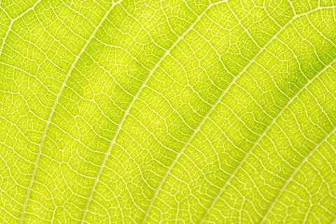 Background pattern of leaf 스톡 사진