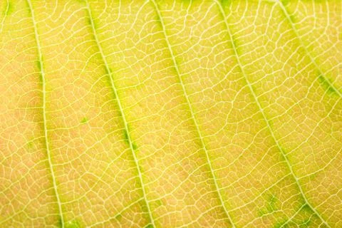 Background pattern of leaf Foto stock