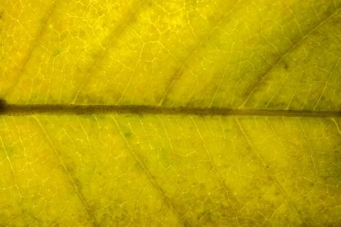 Background pattern of leaf Stock Photos