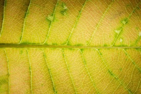 Background pattern of leaf Stock Photos