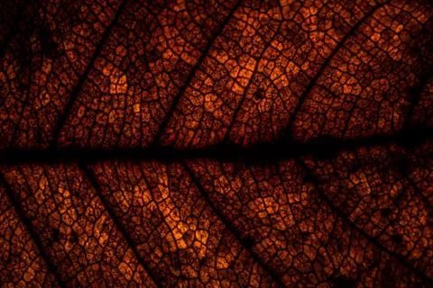 Background pattern of leaf Foto stock