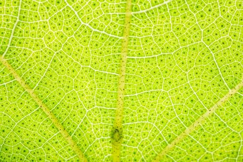 Background pattern of leaf Foto stock