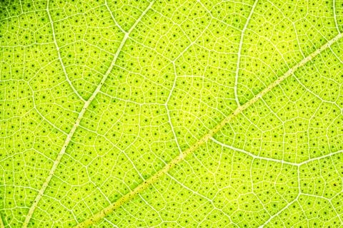 Background pattern of leaf 스톡 사진