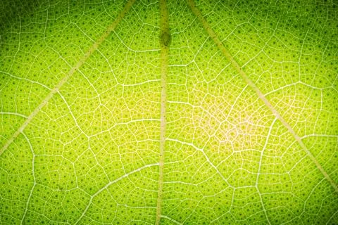 Background pattern of leaf Foto stock