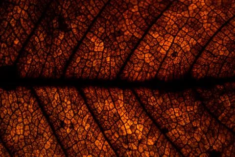 Background pattern of leaf 스톡 사진
