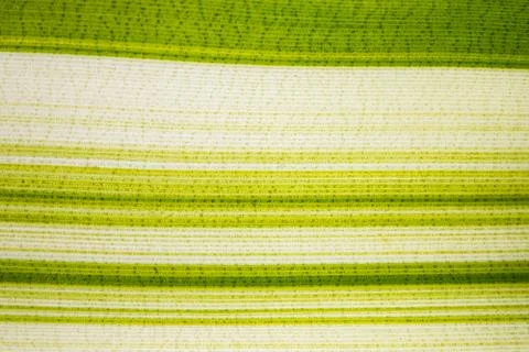 Background pattern of leaf Foto stock