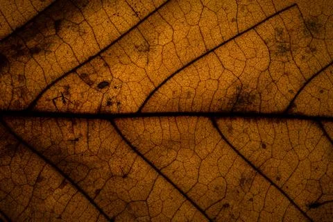 Background pattern of leaf 스톡 사진