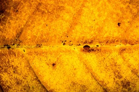 Background pattern of leaf Stock Photos