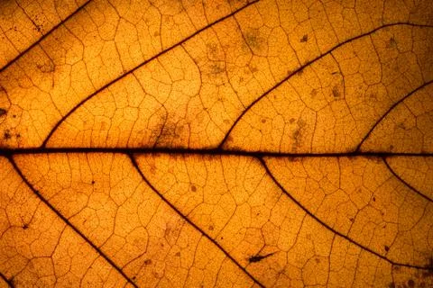 Background pattern of leaf Foto stock
