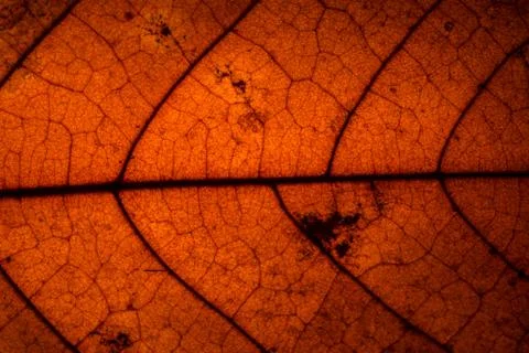 Background pattern of leaf Stock Photos