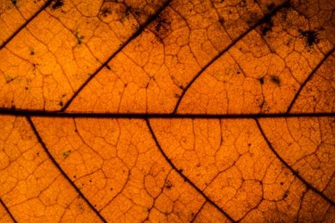 Background pattern of leaf Foto stock