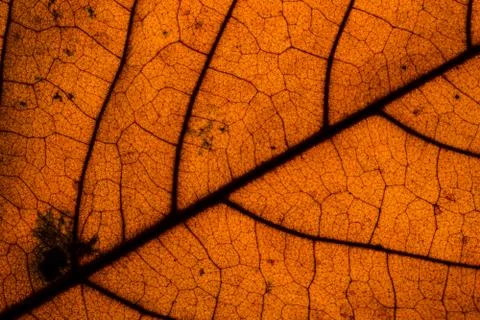 Background pattern of leaf Foto stock