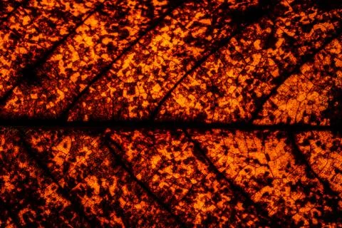 Background pattern of leaf Foto stock