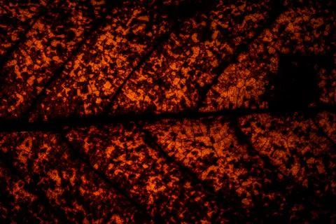 Background pattern of leaf Stock Photos