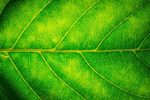 Background pattern of leaf Stock Photos